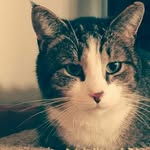 Sophie Kate lane - @moethomasthecat - Instagram