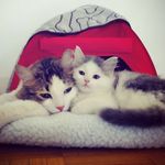 Moe & Toe - @m0et0e - Instagram