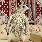 Mohamed K Almannai - @mkmannai - Instagram