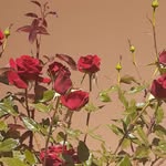 Mohammad Ashkar - @mohammad.ashkar.904 - Instagram