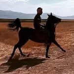 باشگاه پرورش اسب( سلطان ) استان زنجان شهرسجاس - @mohammadisaeed069 - Instagram
