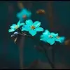 Mohammad Lone - @mohammad.lone - TikTok