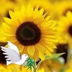 Mohammad Tanvir - Facebook