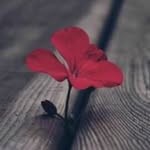 Mohammed Alibrahim - @alibrahim_mohammed - Instagram