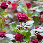 Mohammed Faruk - Facebook