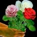 Mohammed Sarwar - Facebook
