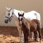 Mohammed - @mohammed_thani_1 - Instagram
