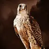 Mohammed Thani - @mohammedthani - TikTok