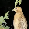 Jurri Mohan Koya - @jurrimohankoya - TikTok