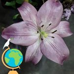 Moises Ceballos - @moises.ceballos.10 - Instagram