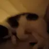Moises Murillo - @moises.murillo5 - TikTok