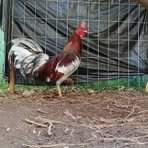 Moisés Sanchez - Facebook