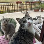 Kimbra, Suki and Moki💜 - @kimbra_suki_moki - Instagram