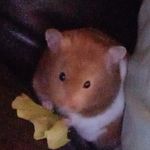 Mollie freeman - @m0lliefr33man - Instagram