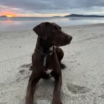 Mollie Freeman the gspxkelpie - @mollie_dog_24 - Instagram
