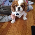 Molly Reece - @molly_the_dog7 - Instagram