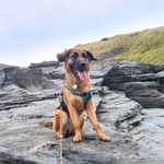 Mollie Walker - @molliethegermanretriever - Instagram