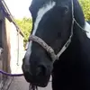Mollie Walker - @molliewalker2 - TikTok
