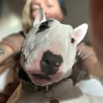 Briar Mollie - Mitchell - Webster - @briar_the_bully_bear - Instagram