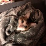 Molly Appel - @appeltartjes - Instagram