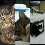 🐱buzz_molly_basil🐱 - @buzz_molly_basil - Instagram