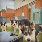 Collies :3 - @molly_basil_alfie - Instagram