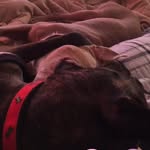 Ellie Beans and Molly Basil - @basil.and.beans - Instagram