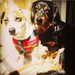 Molly and Basil - @mollyandbasilbaggins - Instagram