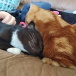 Molly, Basil & Callie - @molly.basil.and.callie - Instagram