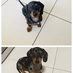 The life of Basil & Molly 🐾🦴🐶 - @basil_and_molly - Instagram