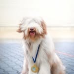 MollyBeardedCollie - @mollybeardedcollie - Instagram