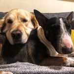Bentley es Molly - @mollybentley_azigazinyeroparos - Instagram