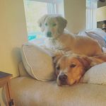 Molly and bentley - @molly_bentley_deluca - Instagram