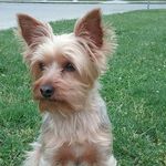 FastPaws - @molly_bevans03 - Instagram