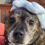 Molly Blevins - @mollythemutt2012 - Instagram