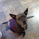 Molly Blevins - @mollythemutt12 - Instagram