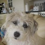 Molly Bowen - @cornishcockle1 - Instagram