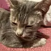 mollybranson - @mollycat37 - TikTok