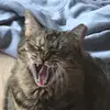 MollyBraun - @mcbutter3 - TikTok