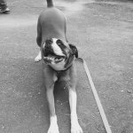 Molly🐶 - @molly_bryant___ - Instagram