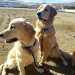 Molly Buck & Honey the Goldens - @itsagoldenlife775 - Instagram