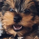 Burger - @burger_molly_doggy - Instagram
