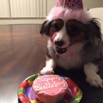Molly burger - @therealmollythedog - Instagram
