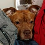Molly Burger - @pitiful.pitt - Instagram
