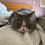 Princess Mollykins - @molly_bushell - Instagram