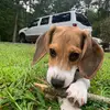 Molly Cantrell - @mollythebeaglecantrell1 - TikTok