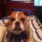 Molly Caron - @bulldog_molly - Instagram
