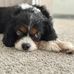 Molly Carr - Facebook