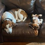 Milo and Molly Charles - @milo__and__molly - Instagram