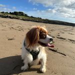 Molly The King Charles Cavalier - @molly.kingcharlescavalier - Instagram